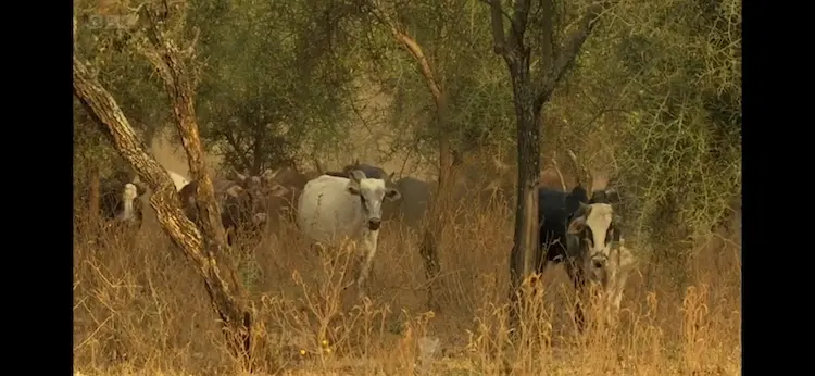 Taurine cattle (Bos taurus taurus) as shown in Africa - The Future